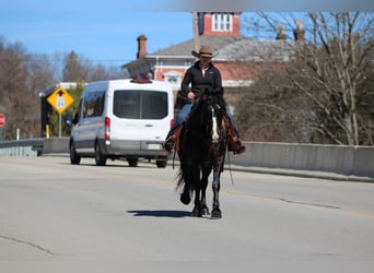 Cob Irlandese / Tinker / Gypsy Vanner, Castrone, 6 Anni, 145 cm, Baio ciliegia