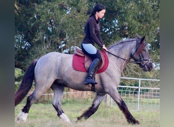 Cob Irlandese / Tinker / Gypsy Vanner, Castrone, 6 Anni, 145 cm, Roano blu