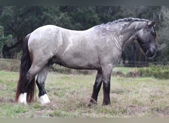 Cob Irlandese / Tinker / Gypsy Vanner, Castrone, 6 Anni, 145 cm, Roano blu