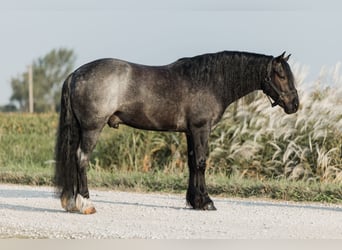 Cob Irlandese / Tinker / Gypsy Vanner Mix, Castrone, 6 Anni, 145 cm, Roano blu
