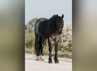 Cob Irlandese / Tinker / Gypsy Vanner Mix, Castrone, 6 Anni, 145 cm, Roano blu