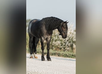Cob Irlandese / Tinker / Gypsy Vanner Mix, Castrone, 6 Anni, 145 cm, Roano blu