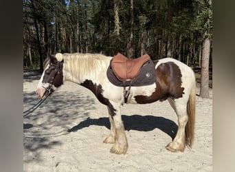 Cob Irlandese / Tinker / Gypsy Vanner, Castrone, 6 Anni, 146 cm, Pezzato