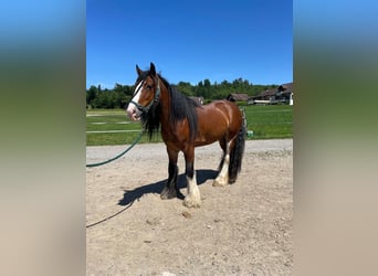 Cob Irlandese / Tinker / Gypsy Vanner, Castrone, 6 Anni, 150 cm