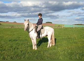 Cob Irlandese / Tinker / Gypsy Vanner, Castrone, 6 Anni, 150 cm, Grigio