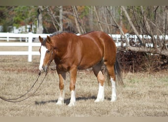 Cob Irlandese / Tinker / Gypsy Vanner, Castrone, 6 Anni, 150 cm, Sauro scuro
