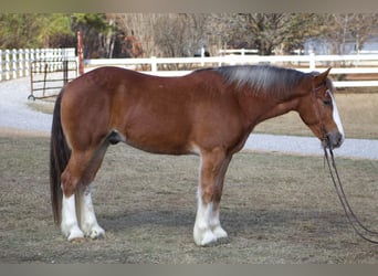 Cob Irlandese / Tinker / Gypsy Vanner, Castrone, 6 Anni, 150 cm, Sauro scuro