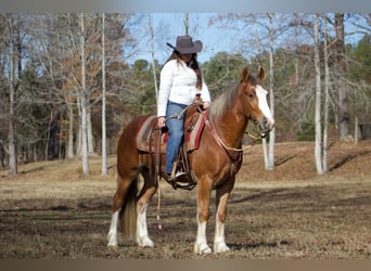 Cob Irlandese / Tinker / Gypsy Vanner, Castrone, 6 Anni, 150 cm, Sauro scuro