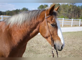 Cob Irlandese / Tinker / Gypsy Vanner, Castrone, 6 Anni, 150 cm, Sauro scuro