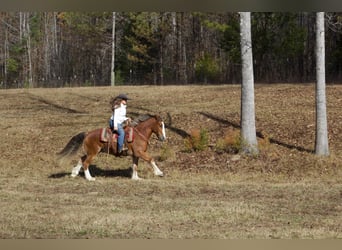 Cob Irlandese / Tinker / Gypsy Vanner, Castrone, 6 Anni, 150 cm, Sauro scuro