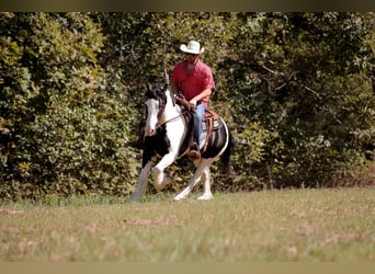 Cob Irlandese / Tinker / Gypsy Vanner, Castrone, 6 Anni, 150 cm, Tobiano-tutti i colori