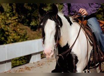 Cob Irlandese / Tinker / Gypsy Vanner, Castrone, 6 Anni, 150 cm, Tobiano-tutti i colori
