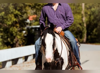 Cob Irlandese / Tinker / Gypsy Vanner, Castrone, 6 Anni, 150 cm, Tobiano-tutti i colori