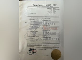 Cob Irlandese / Tinker / Gypsy Vanner, Castrone, 6 Anni, 150 cm, Tobiano-tutti i colori