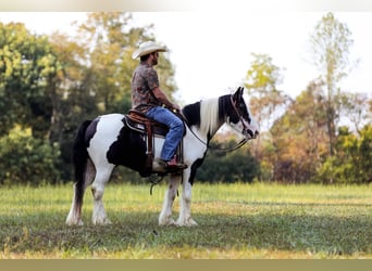Cob Irlandese / Tinker / Gypsy Vanner, Castrone, 6 Anni, 150 cm, Tobiano-tutti i colori