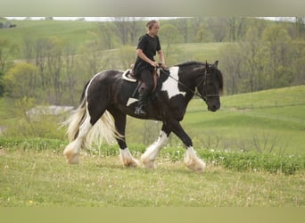 Cob Irlandese / Tinker / Gypsy Vanner Mix, Castrone, 6 Anni, 163 cm, Pezzato