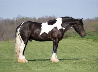 Cob Irlandese / Tinker / Gypsy Vanner Mix, Castrone, 6 Anni, 163 cm, Pezzato