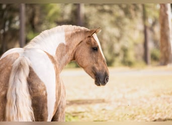 Cob Irlandese / Tinker / Gypsy Vanner Mix, Castrone, 6 Anni, 168 cm, Pezzato