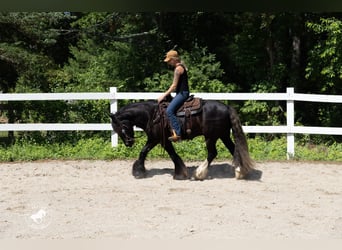 Cob Irlandese / Tinker / Gypsy Vanner, Castrone, 6 Anni, Morello