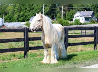 Cob Irlandese / Tinker / Gypsy Vanner, Castrone, 6 Anni, Pezzato