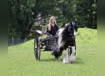 Cob Irlandese / Tinker / Gypsy Vanner, Castrone, 6 Anni, Pezzato