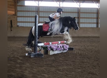 Cob Irlandese / Tinker / Gypsy Vanner, Castrone, 6 Anni, Pezzato