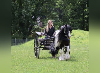 Cob Irlandese / Tinker / Gypsy Vanner, Castrone, 6 Anni, Pezzato