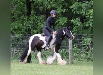 Cob Irlandese / Tinker / Gypsy Vanner, Castrone, 6 Anni, Pezzato
