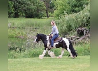 Cob Irlandese / Tinker / Gypsy Vanner, Castrone, 6 Anni, Pezzato