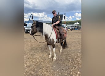Cob Irlandese / Tinker / Gypsy Vanner Mix, Castrone, 6 Anni, Pezzato