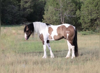 Cob Irlandese / Tinker / Gypsy Vanner Mix, Castrone, 6 Anni, Pezzato