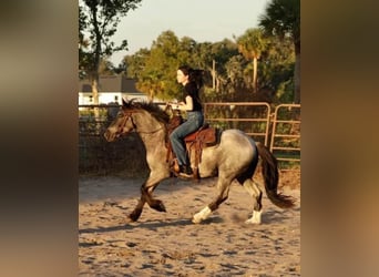 Cob Irlandese / Tinker / Gypsy Vanner, Castrone, 6 Anni, Roano blu