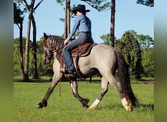Cob Irlandese / Tinker / Gypsy Vanner, Castrone, 6 Anni, Roano blu
