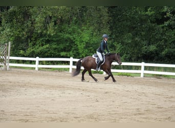 Cob Irlandese / Tinker / Gypsy Vanner, Castrone, 7 Anni, 124 cm, Baio ciliegia