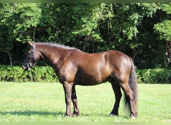 Cob Irlandese / Tinker / Gypsy Vanner, Castrone, 7 Anni, 124 cm, Baio ciliegia