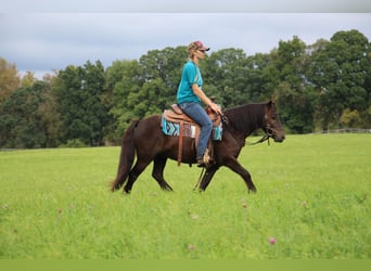 Cob Irlandese / Tinker / Gypsy Vanner, Castrone, 7 Anni, 124 cm, Baio ciliegia