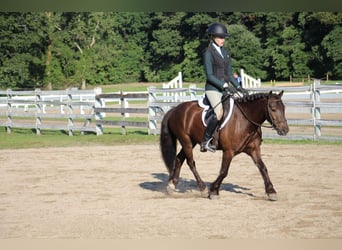 Cob Irlandese / Tinker / Gypsy Vanner, Castrone, 7 Anni, 124 cm, Baio ciliegia