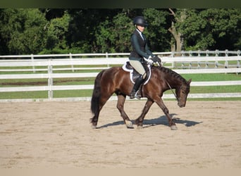 Cob Irlandese / Tinker / Gypsy Vanner, Castrone, 7 Anni, 124 cm, Baio ciliegia