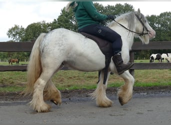 Cob Irlandese / Tinker / Gypsy Vanner, Castrone, 7 Anni, 125 cm, Grigio