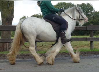 Cob Irlandese / Tinker / Gypsy Vanner, Castrone, 7 Anni, 125 cm, Grigio