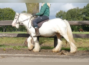 Cob Irlandese / Tinker / Gypsy Vanner, Castrone, 7 Anni, 125 cm, Grigio