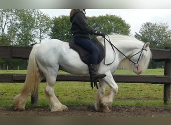Cob Irlandese / Tinker / Gypsy Vanner, Castrone, 7 Anni, 130 cm, Grigio