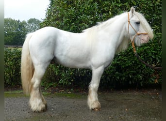 Cob Irlandese / Tinker / Gypsy Vanner, Castrone, 7 Anni, 130 cm, Grigio