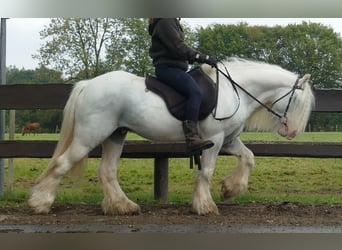 Cob Irlandese / Tinker / Gypsy Vanner, Castrone, 7 Anni, 130 cm, Grigio