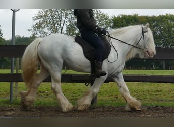 Cob Irlandese / Tinker / Gypsy Vanner, Castrone, 7 Anni, 130 cm, Grigio