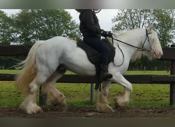 Cob Irlandese / Tinker / Gypsy Vanner, Castrone, 7 Anni, 130 cm, Grigio