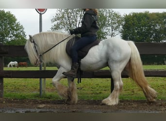 Cob Irlandese / Tinker / Gypsy Vanner, Castrone, 7 Anni, 130 cm, Grigio