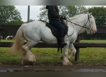 Cob Irlandese / Tinker / Gypsy Vanner, Castrone, 7 Anni, 130 cm, Grigio