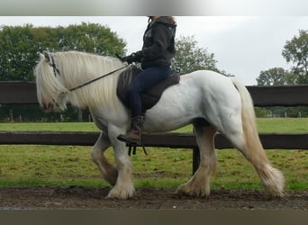 Cob Irlandese / Tinker / Gypsy Vanner, Castrone, 7 Anni, 130 cm, Grigio