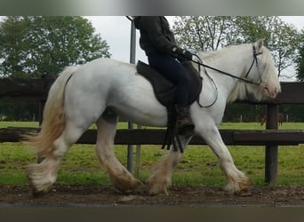 Cob Irlandese / Tinker / Gypsy Vanner, Castrone, 7 Anni, 130 cm, Grigio